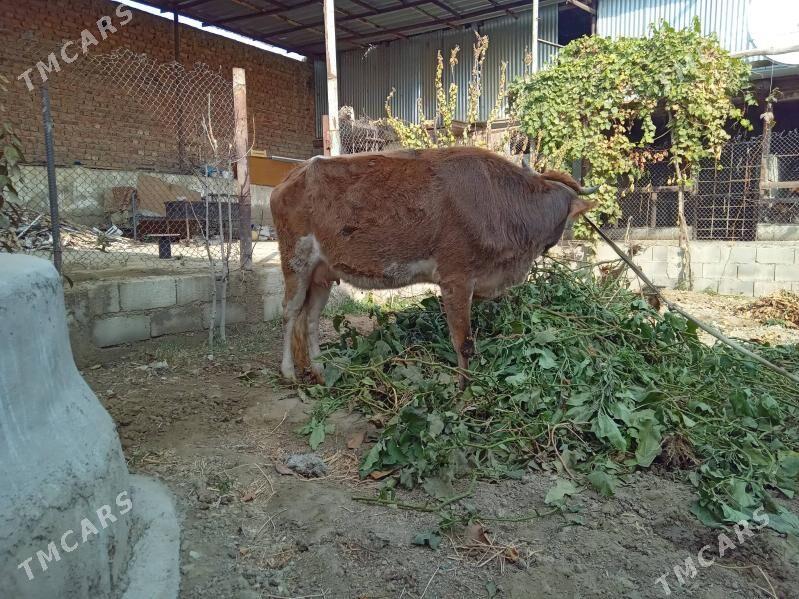 göleli sygyr - Бахарден - img 5