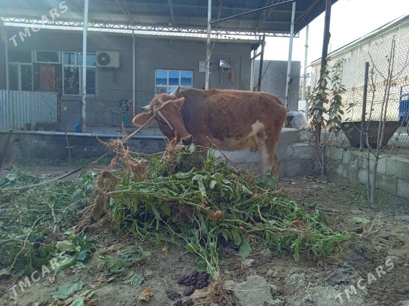 göleli sygyr - Бахарден - img 8