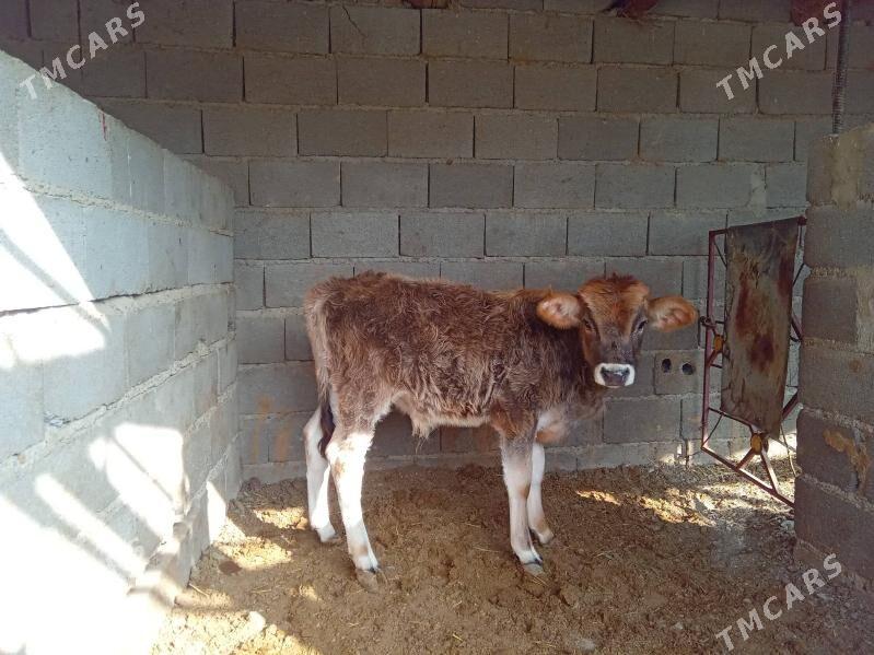 göleli sygyr - Бахарден - img 3