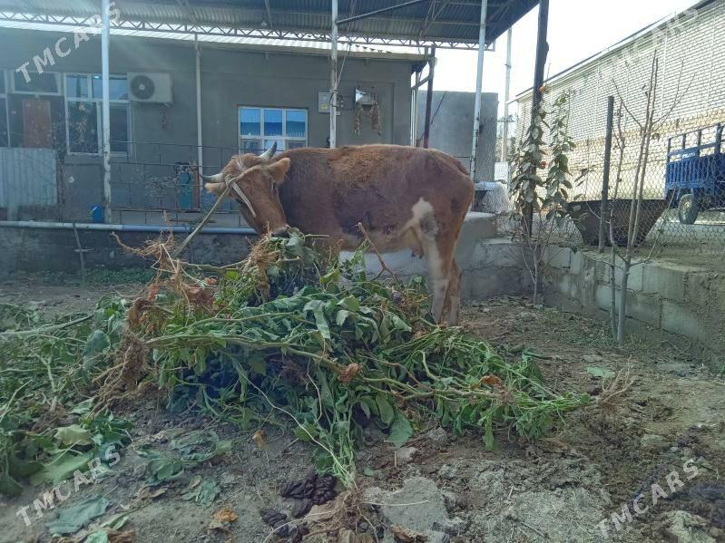 göleli sygyr - Бахарден - img 9