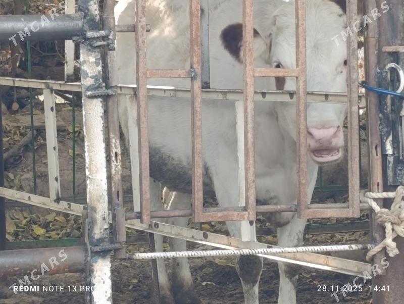 tüweler - Ашхабад - img 4