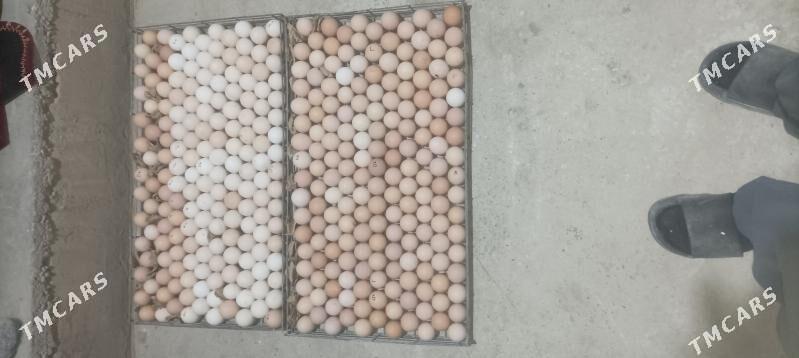 inkubatora yumurtga - Сакарчага - img 2