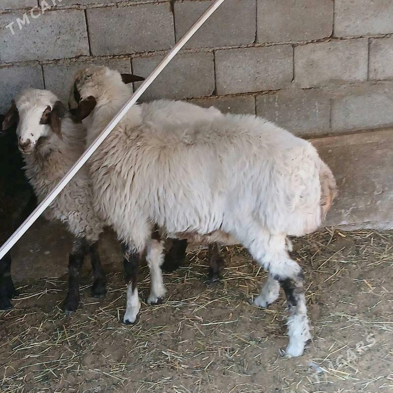 goyun - Гёкдепе - img 1