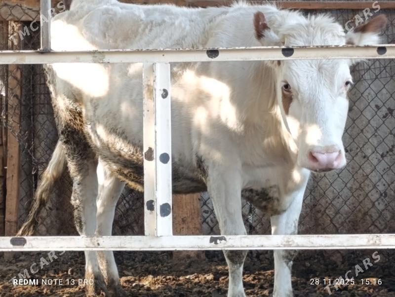 tüweler - Ашхабад - img 2