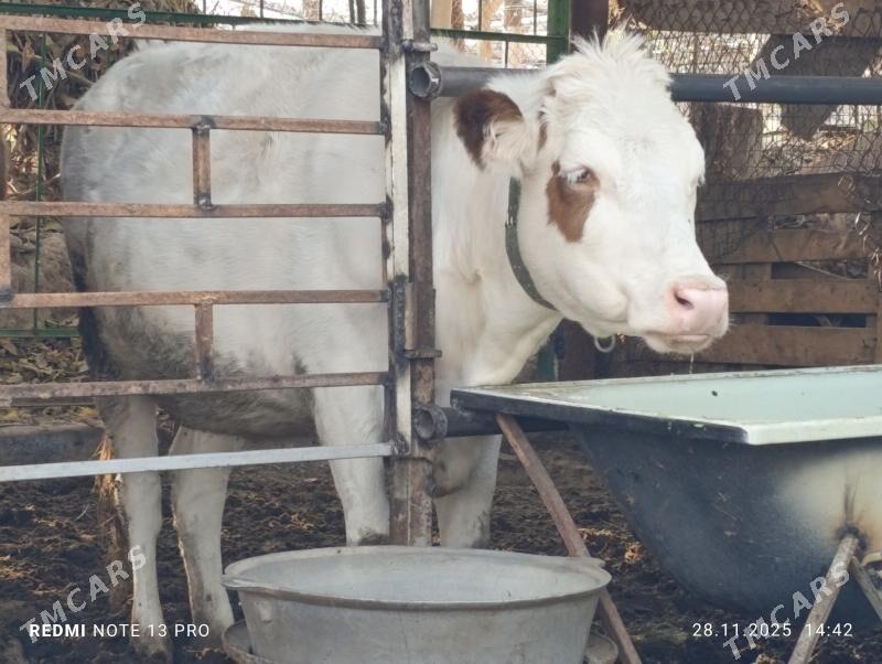 tüweler - Ашхабад - img 3