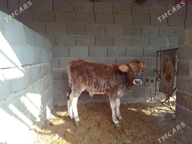 göleli sygyr - Бахарден - img 2