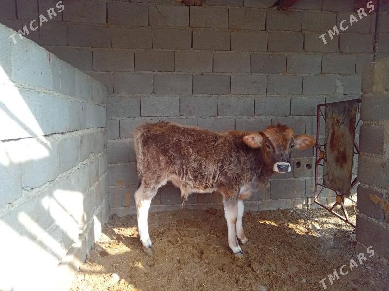 göleli sygyr - Бахарден - img 1