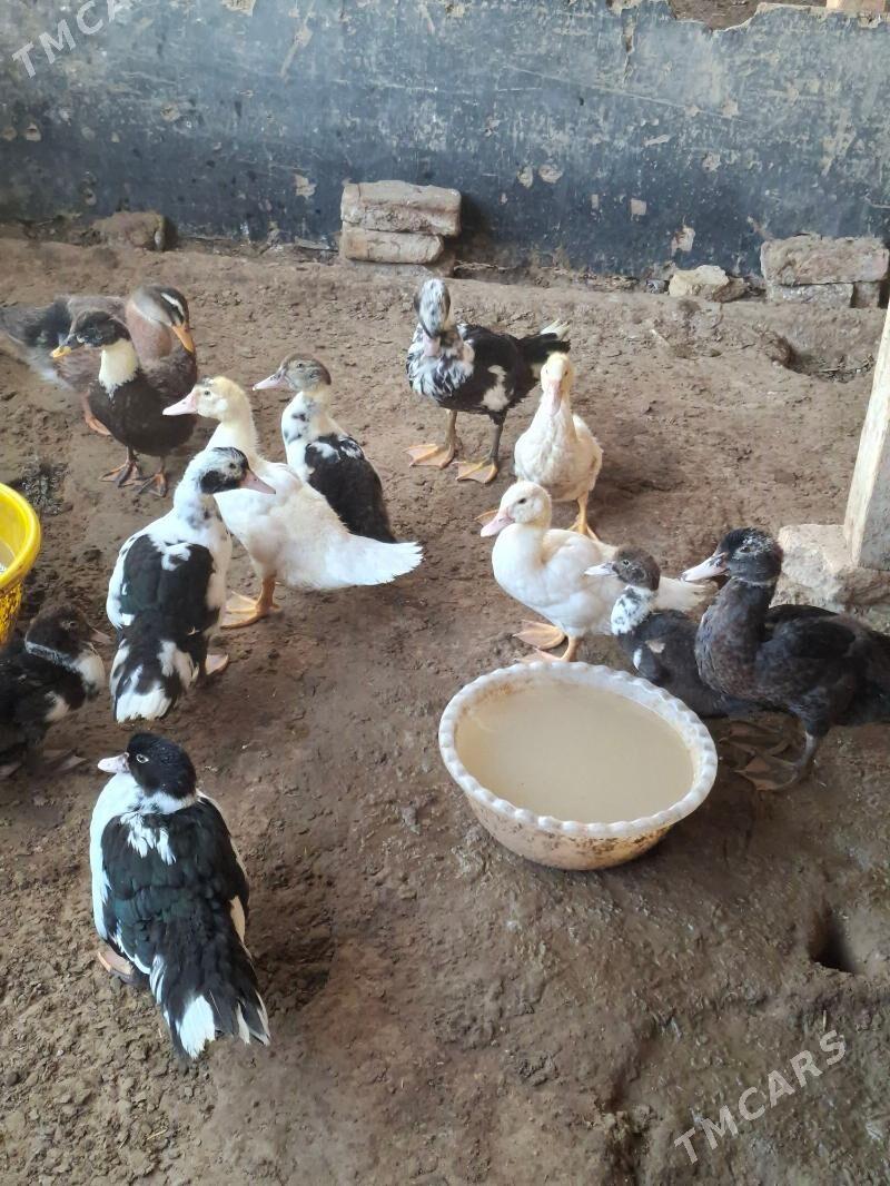 gak gak kys kys - Яшлык - img 1