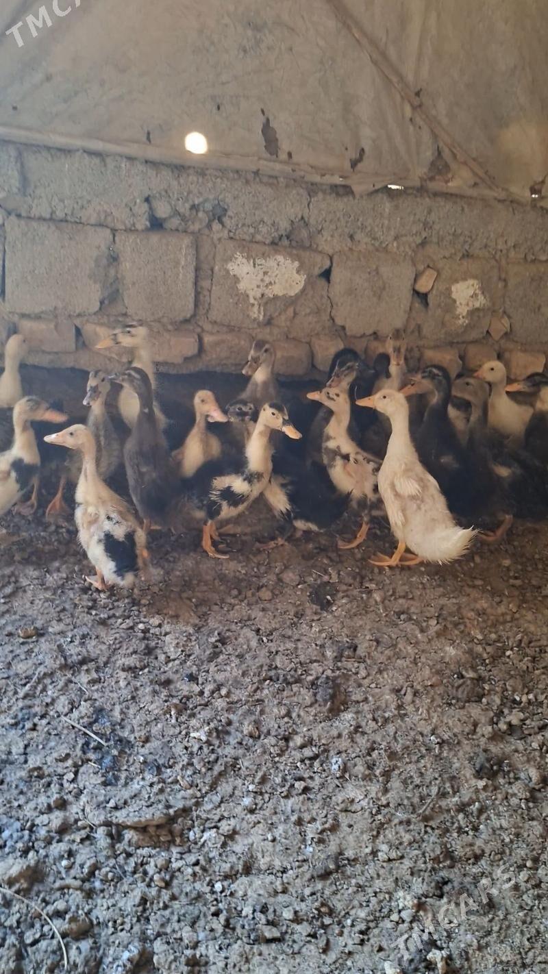 gak gak kys kys - Яшлык - img 4