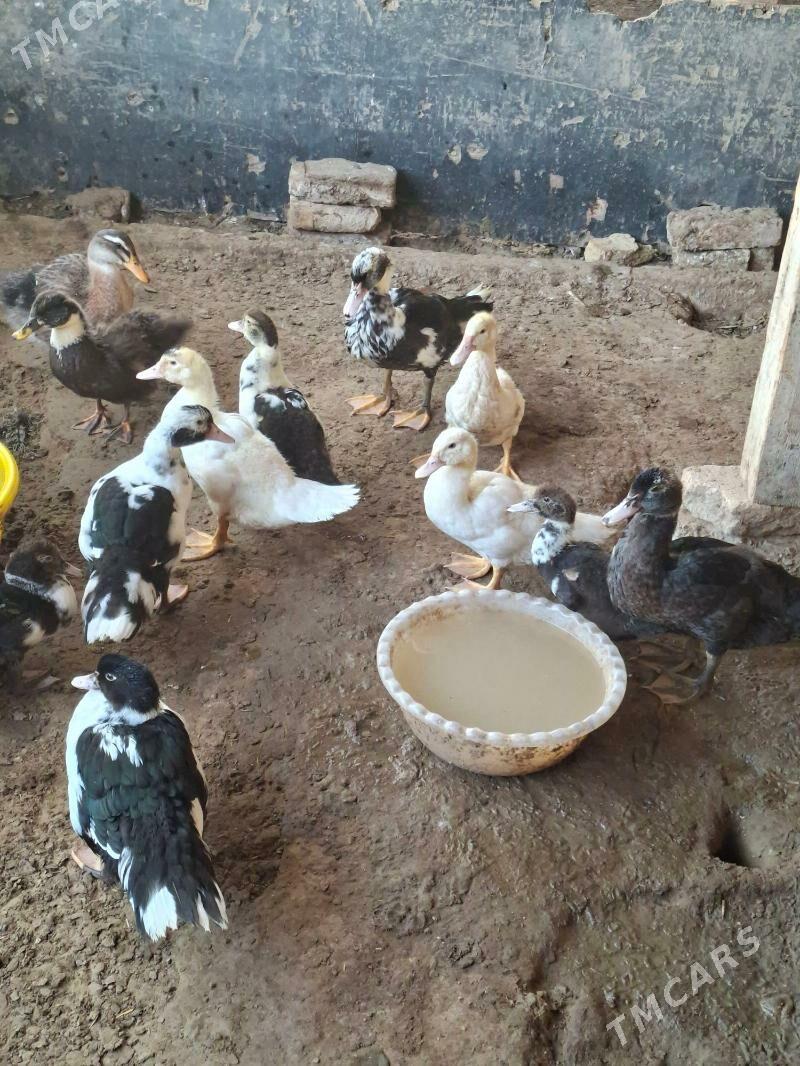 gak gak kys kys - Яшлык - img 2