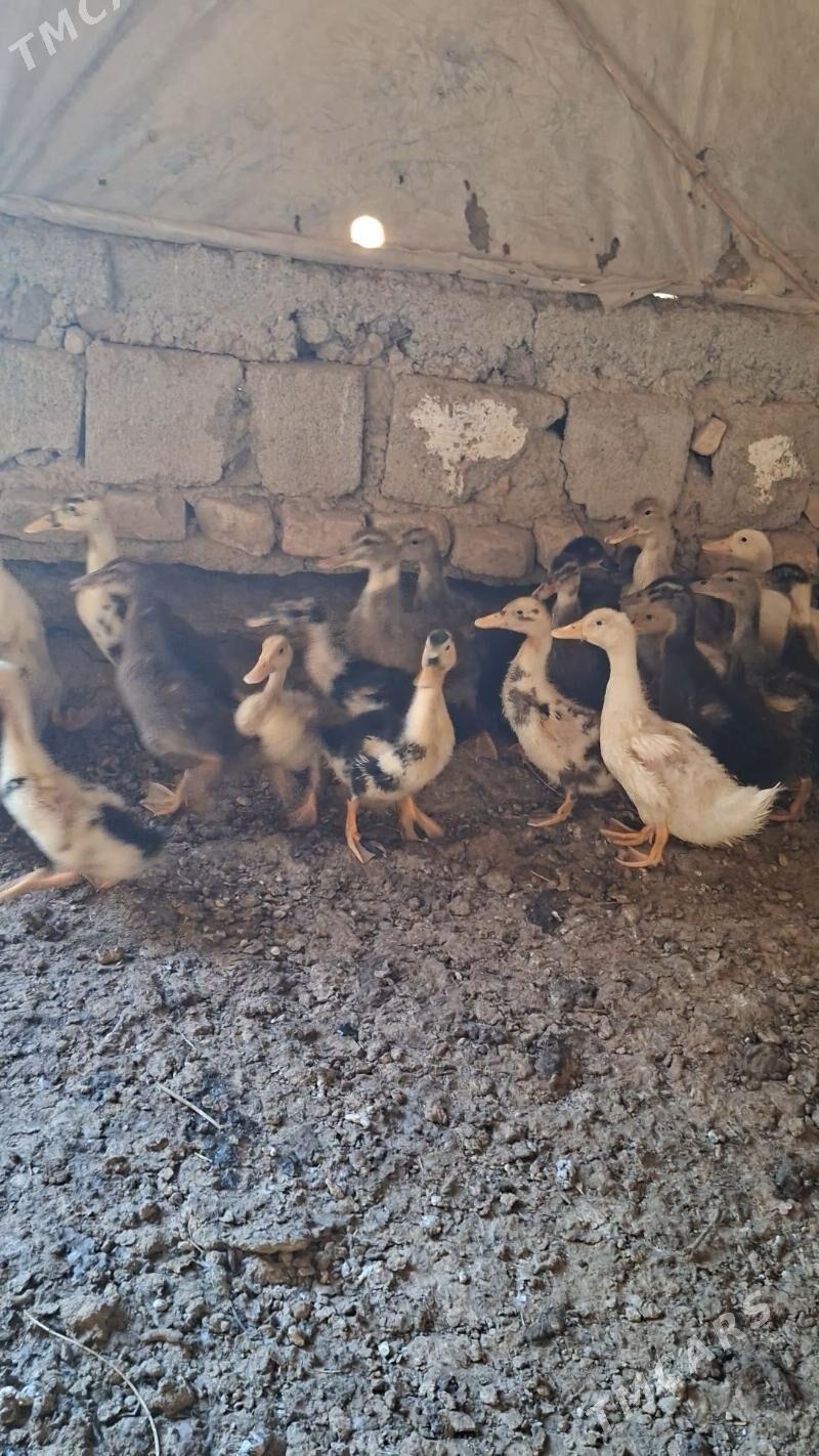 gak gak kys kys - Яшлык - img 3