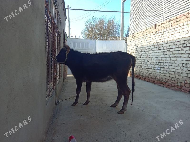 tüwe - Bäherden - img 6