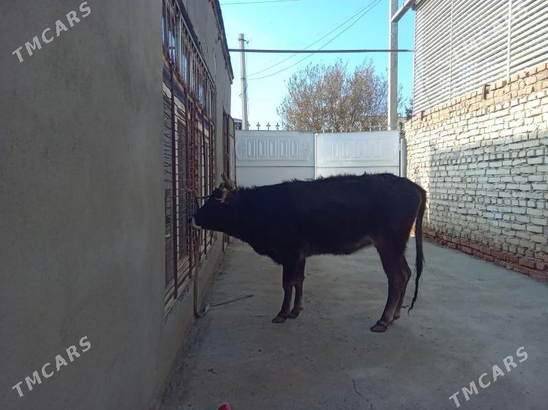 tüwe - Bäherden - img 1