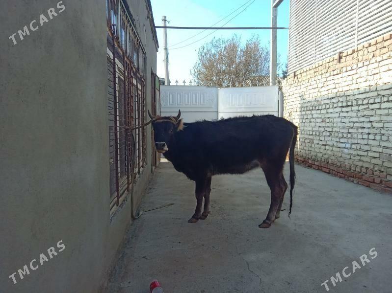 tüwe - Bäherden - img 3