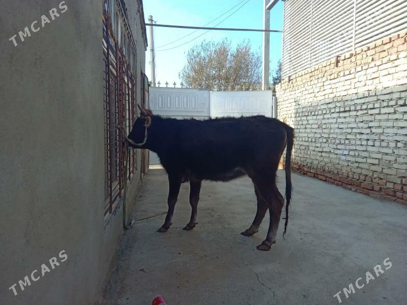 tüwe - Bäherden - img 4