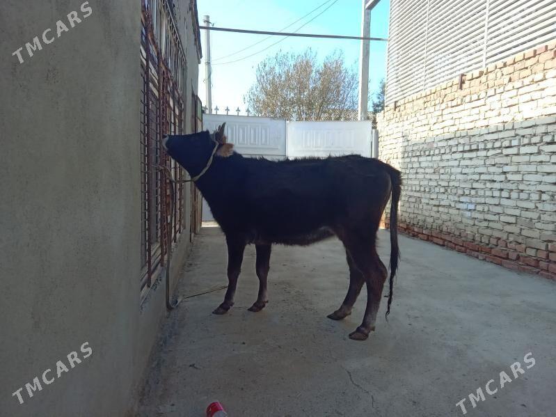 tüwe - Bäherden - img 5