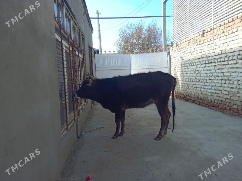 tüwe - Bäherden - img 2