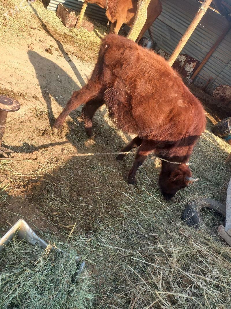 tüwe - Babadaýhan - img 1