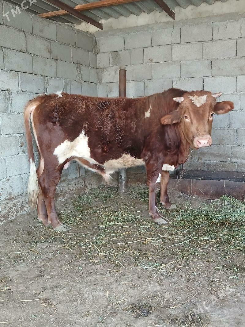 bakylan öküz - Гёкдепе - img 1