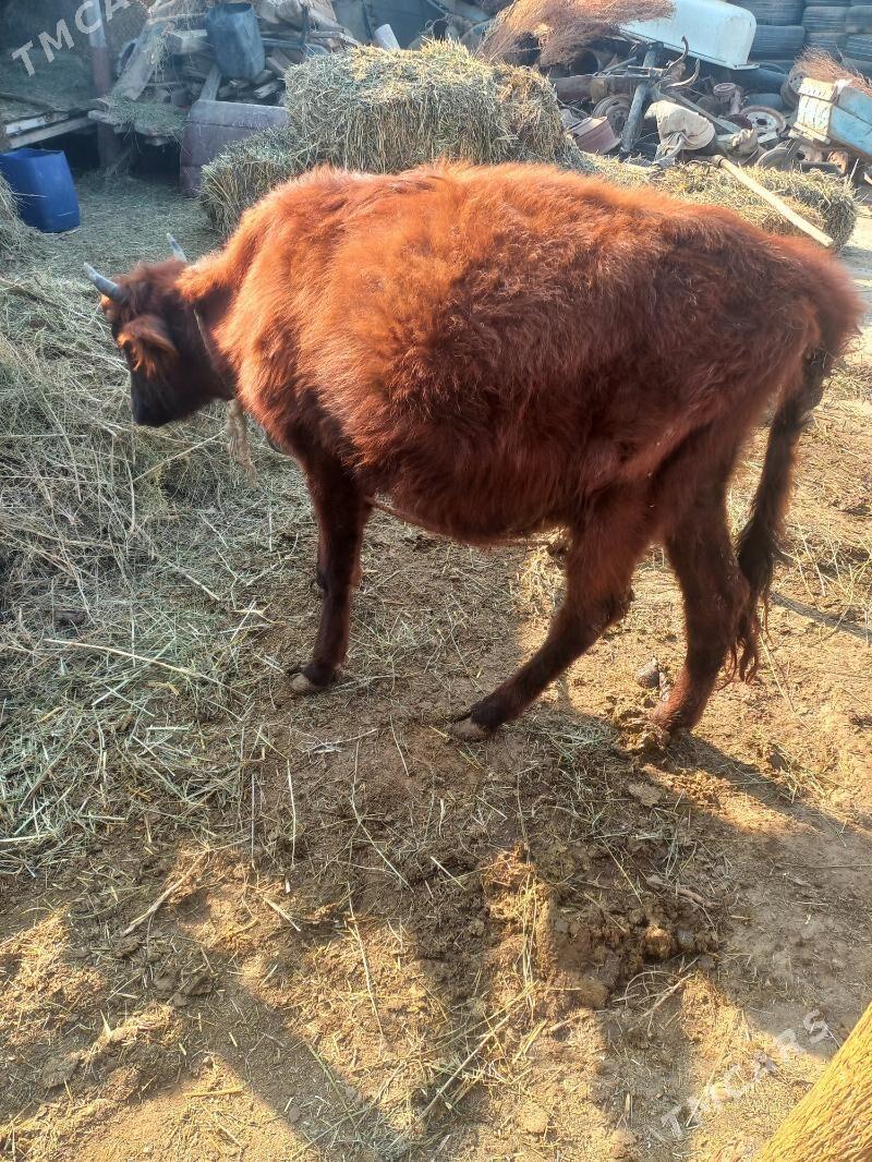 tüwe - Babadaýhan - img 4