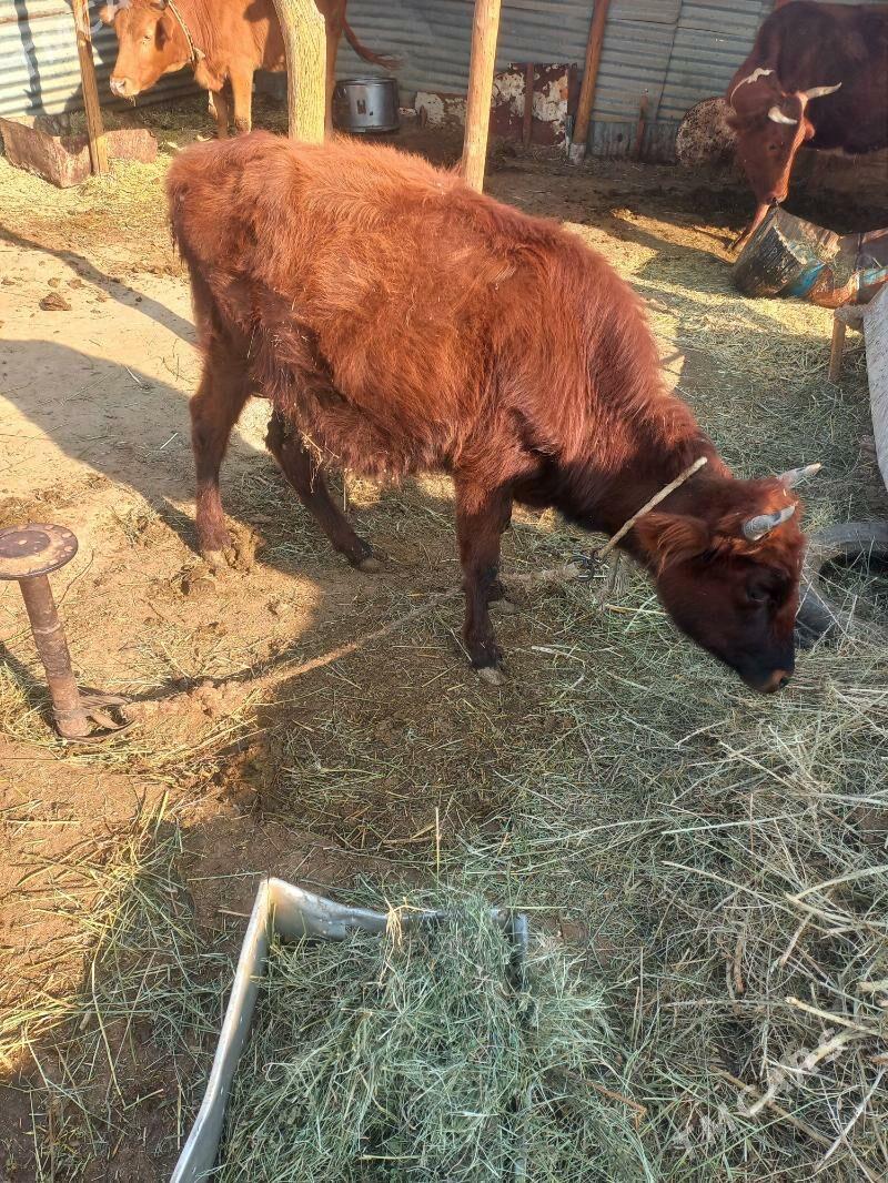 tüwe - Babadaýhan - img 2