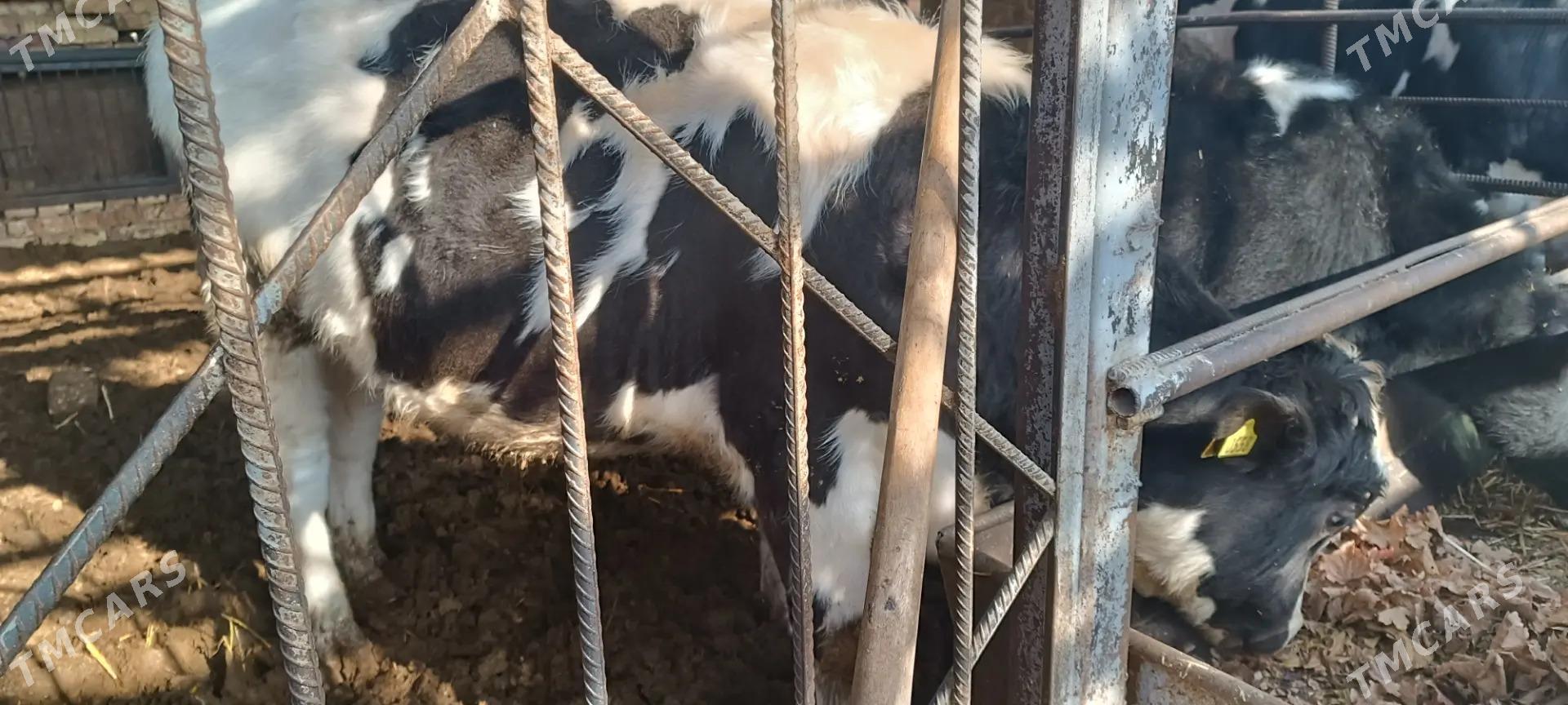 simendal - Türkmenabat - img 5