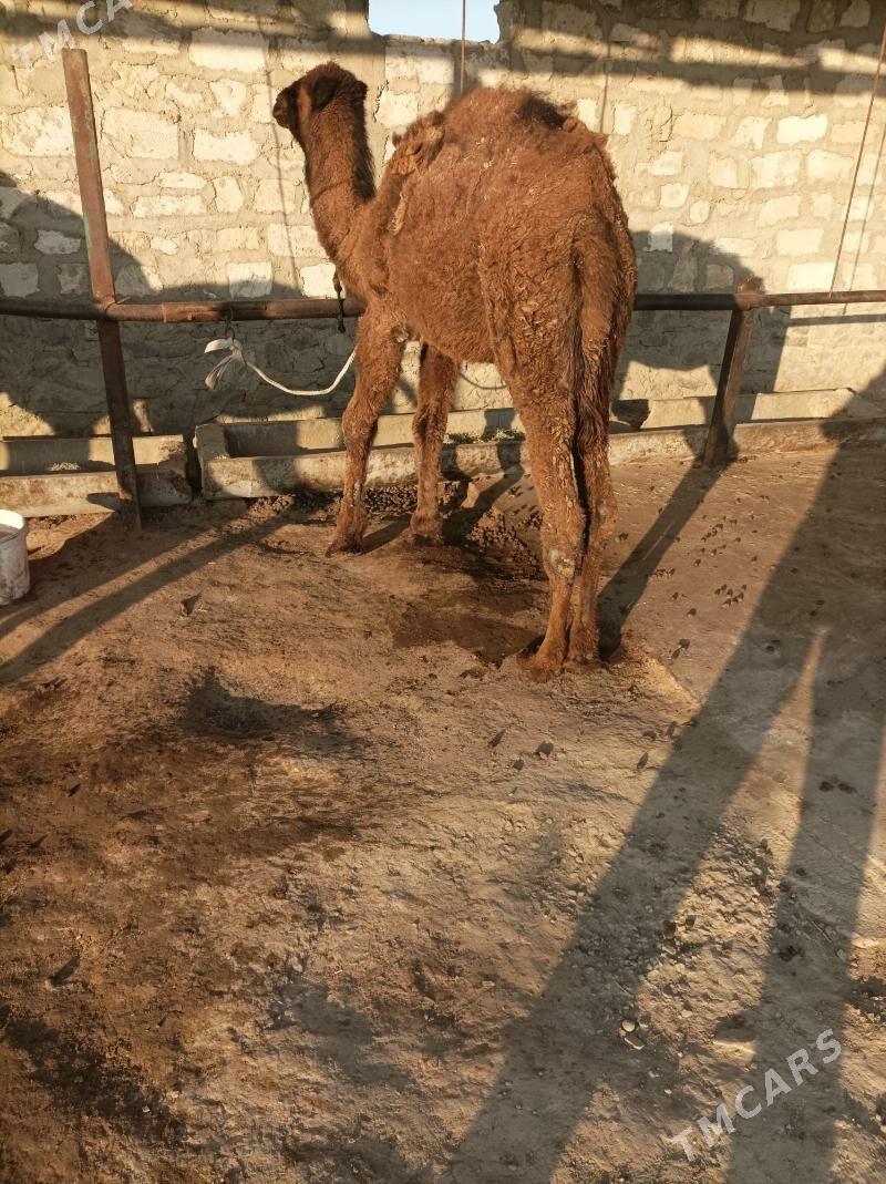 огшык - Bereket - img 1