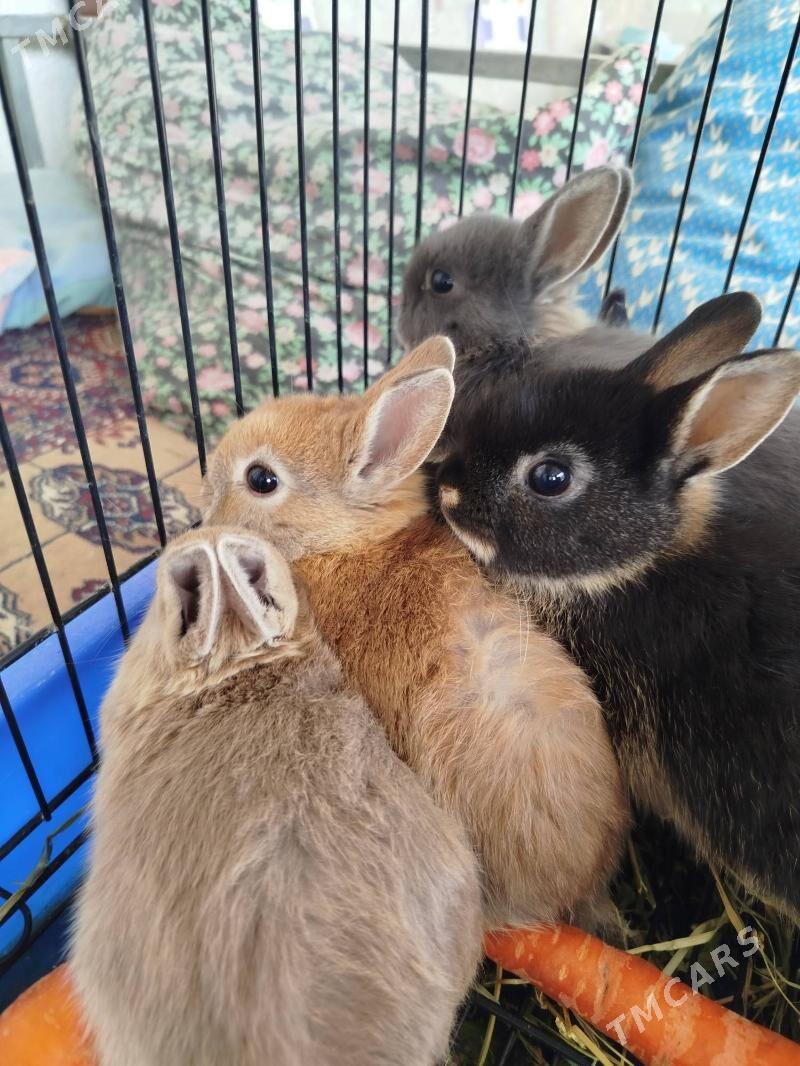 кролики карликовый Рекс - Ашхабад - img 4