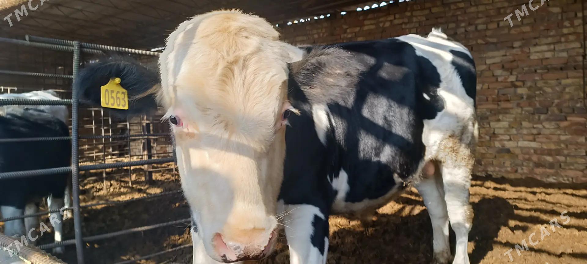 simendal - Türkmenabat - img 6