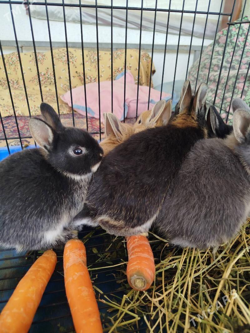 кролики карликовый Рекс - Ашхабад - img 2