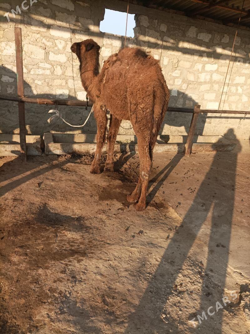 огшык - Берекет - img 2