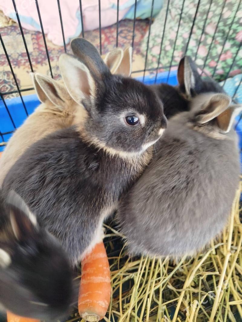 кролики карликовый Рекс - Ашхабад - img 1