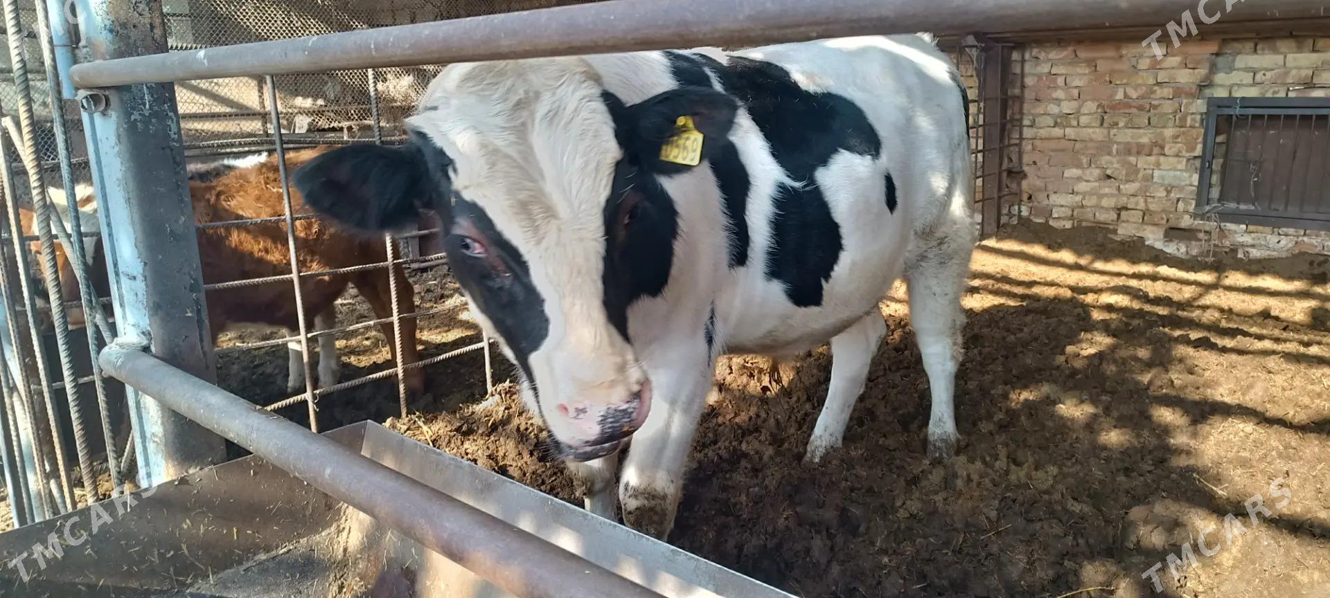 simendal - Türkmenabat - img 3