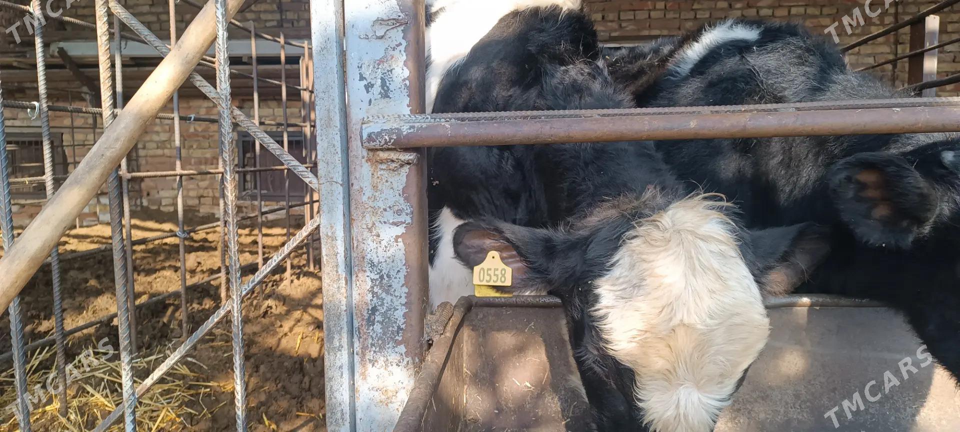 simendal - Türkmenabat - img 2