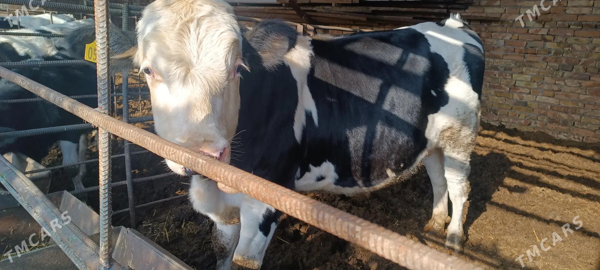 simendal - Türkmenabat - img 4