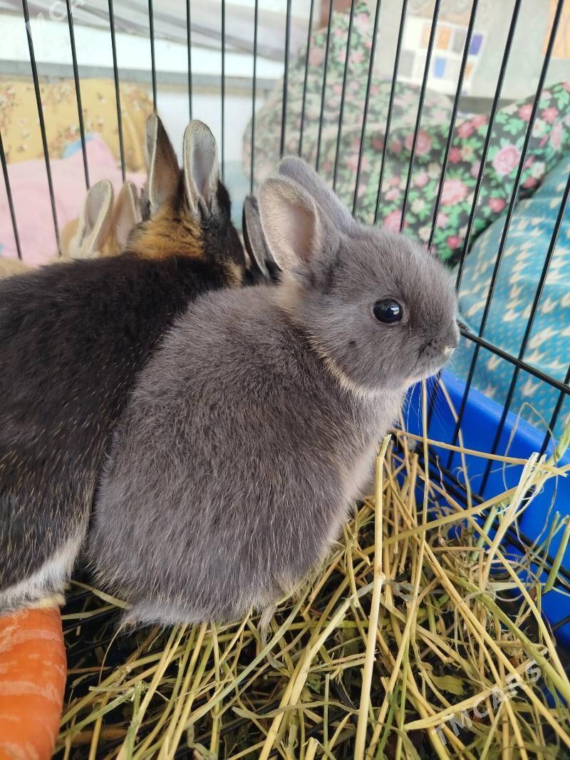 кролики карликовый Рекс - Ашхабад - img 3