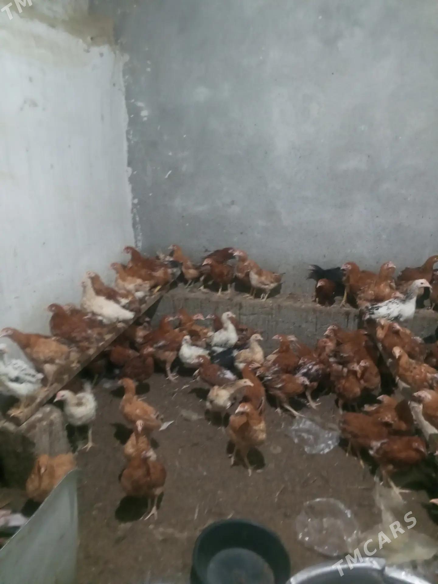 Towyk jüje - Гёкдепе - img 2