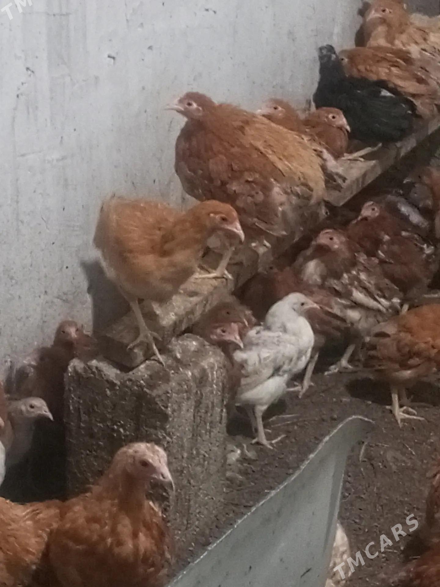 Towyk jüje - Гёкдепе - img 1