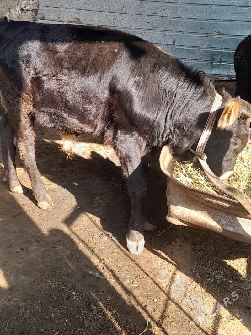 okuz - Яшлык - img 2