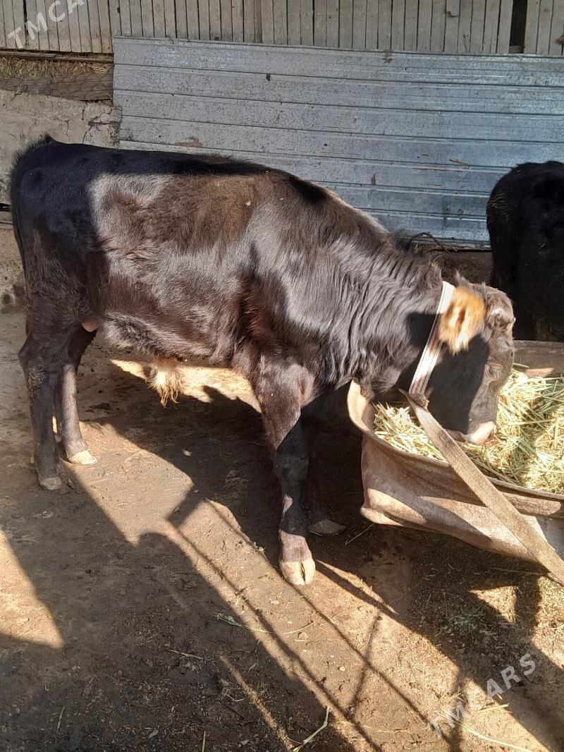 okuz - Яшлык - img 4