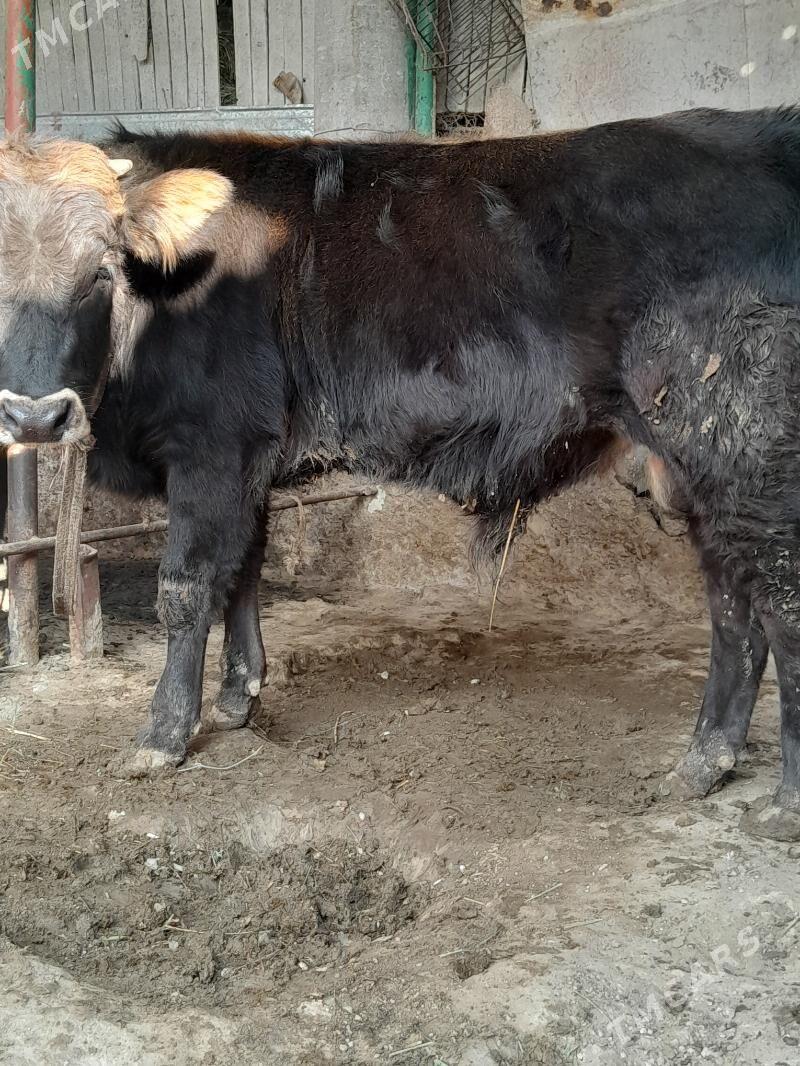 okuz - Яшлык - img 3