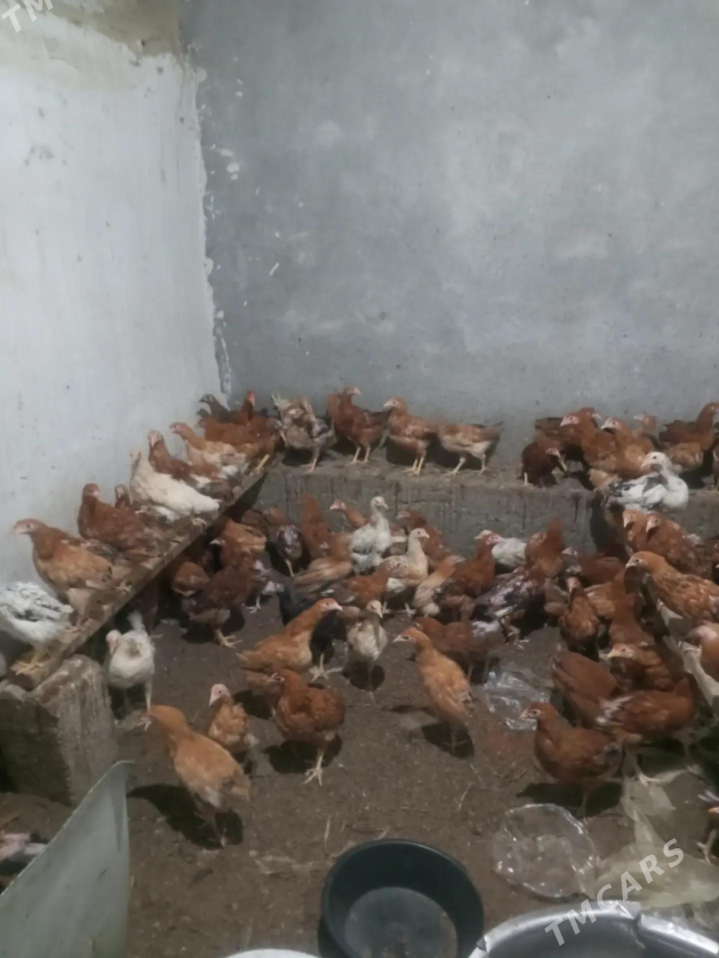 Towyk jüje - Гёкдепе - img 3