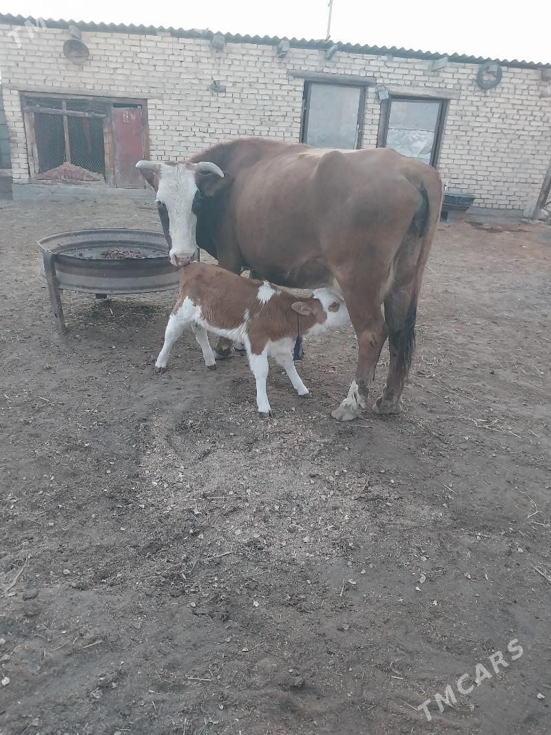 Göleli sygyr.Öküz - Ak bugdaý etraby - img 2