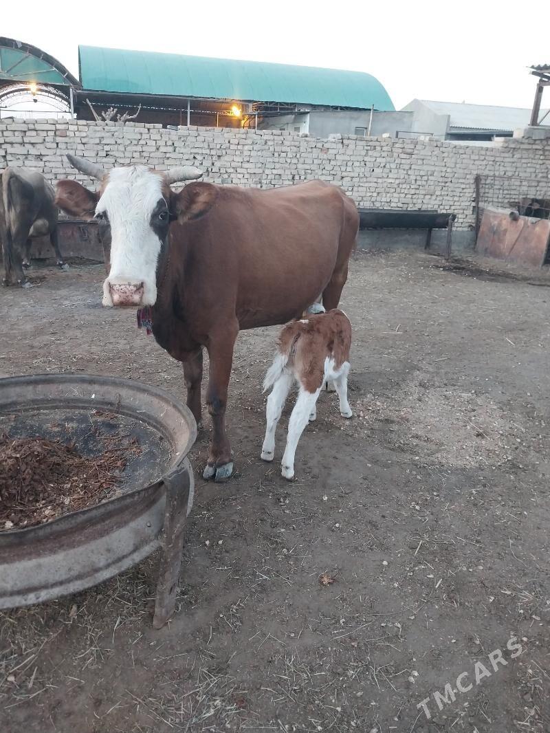 Göleli sygyr.Öküz - Ak bugdaý etraby - img 1