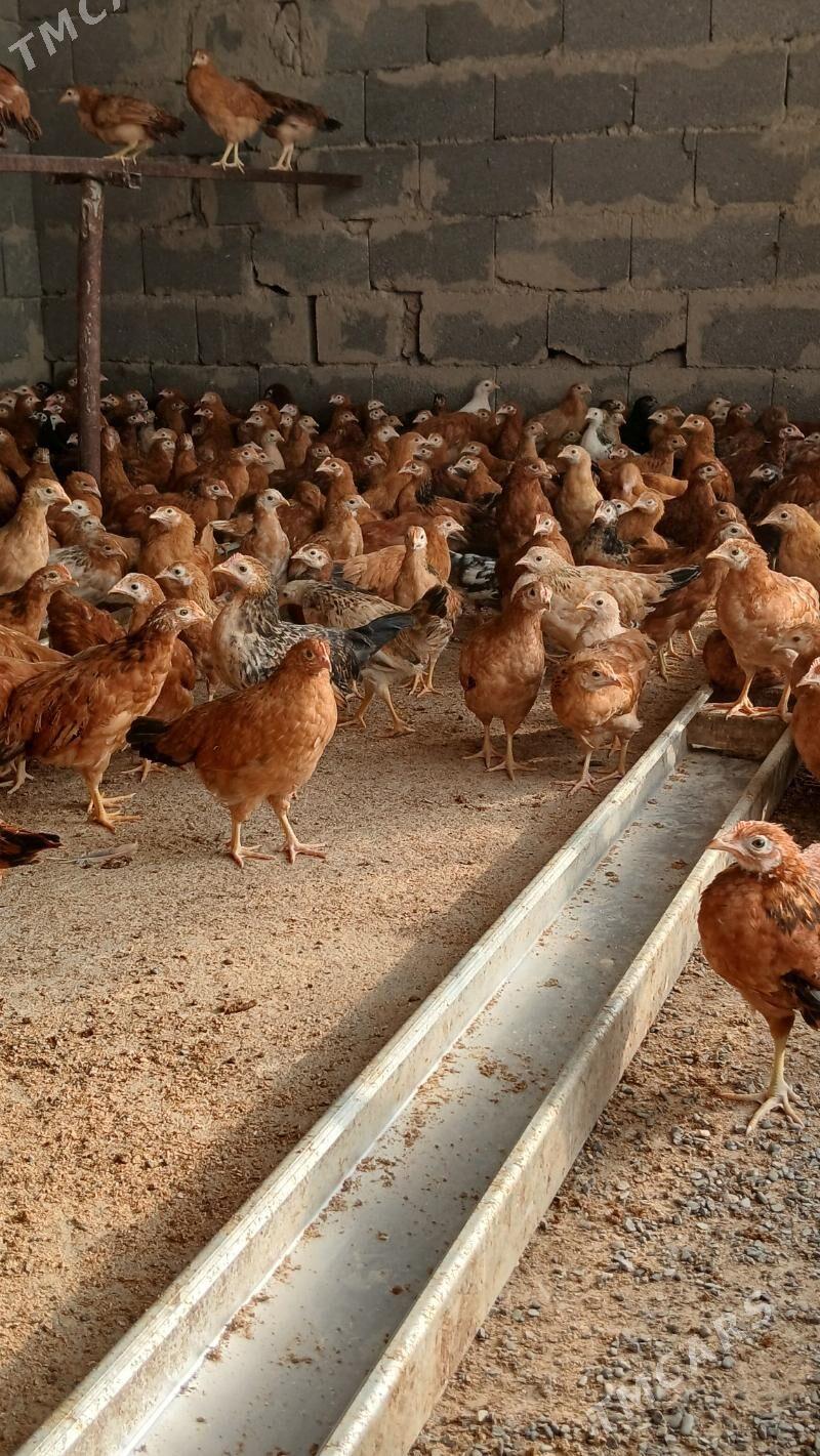 Jüýje - Гёкдепе - img 3