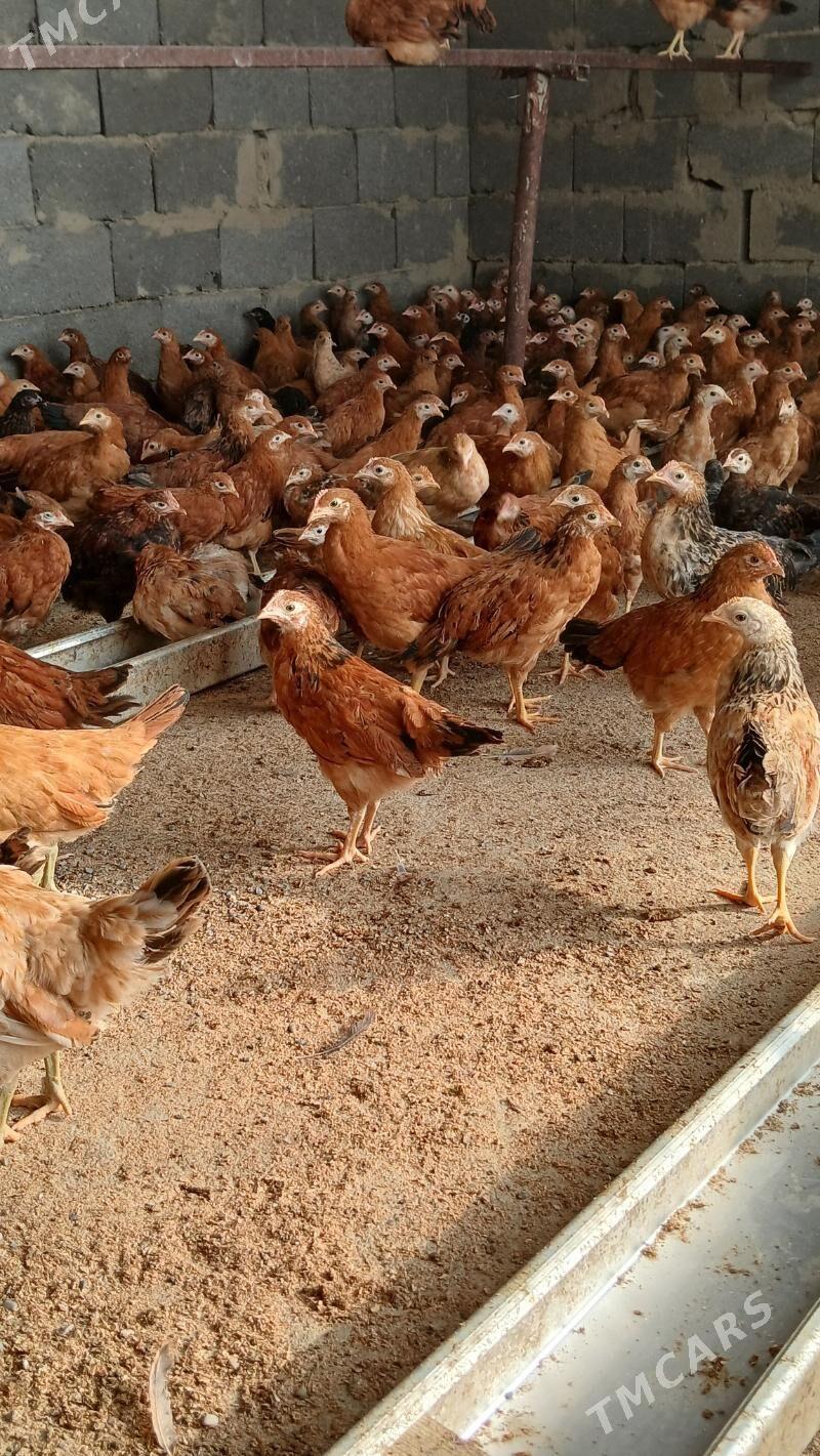 Jüýje - Гёкдепе - img 5