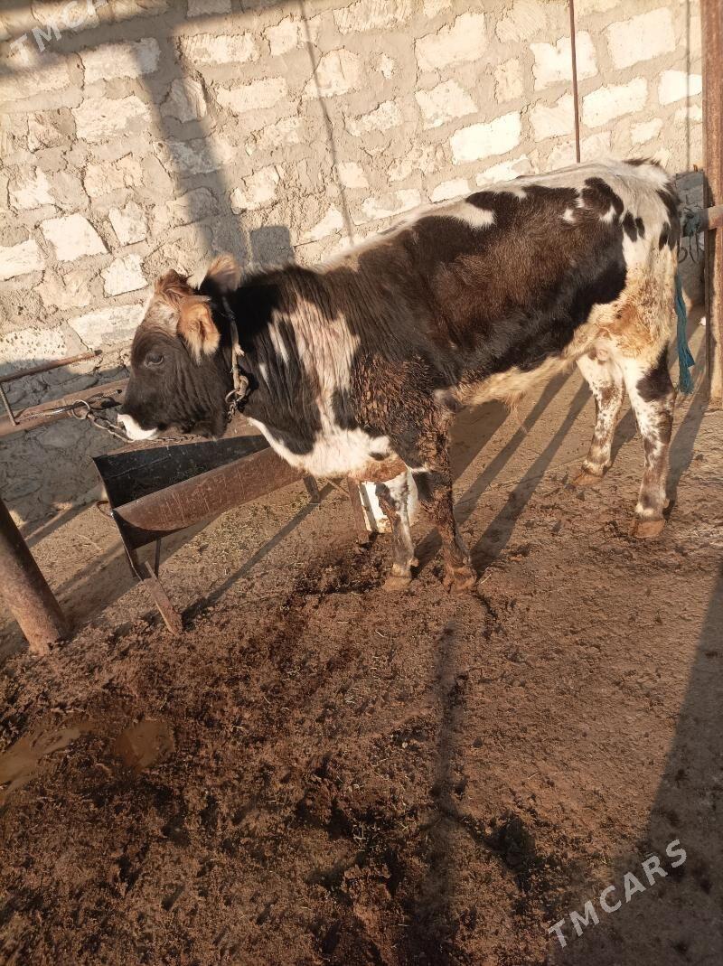 оку - Bereket - img 1