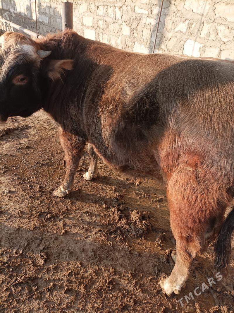 оку - Bereket - img 2