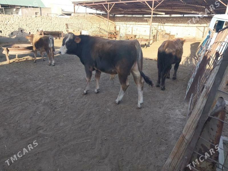 Göleli sygyr.Öküz - Ak bugdaý etraby - img 5