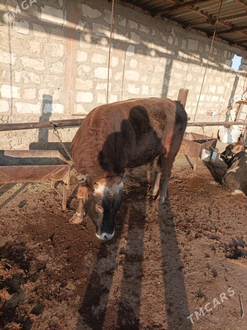 оку - Bereket - img 3